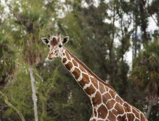 Portrait of a young giraffe.