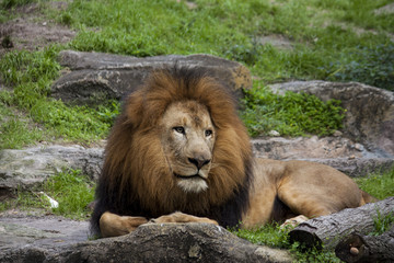 Young male lion keeping watch.