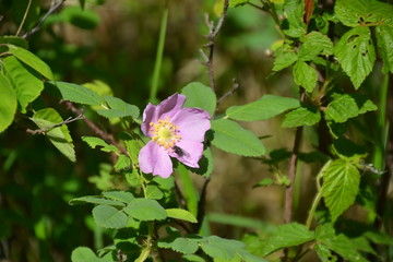Obraz premium Wild rose in Bloom