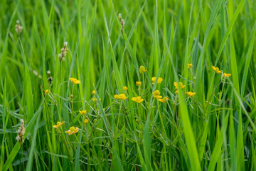 yellow flowers on a meadow