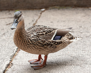 Mallard duck in urban environment. Close-up of female mallard ducks