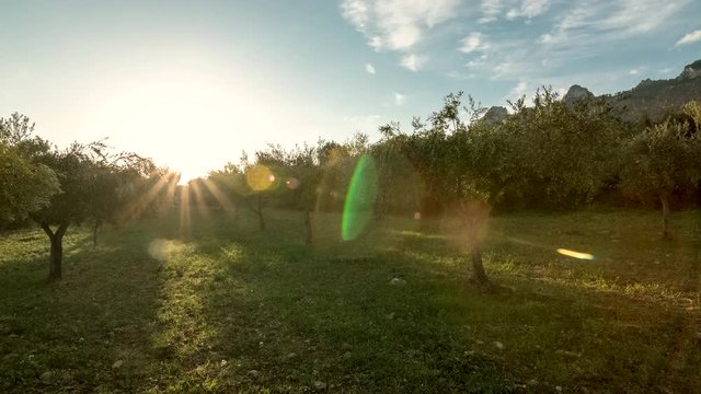 Dawn between olive trees