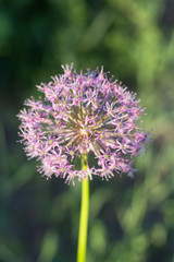 Blooming violet onion plant in garden. Flower decorative onion. Close-up of violet onions flowers on summer field.. Violet allium flower allium giganteum . Beautiful blossoming onions. Garlic flowers