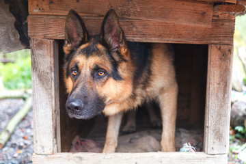 German shepherd dog peeks out of the kennel