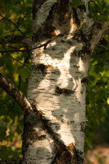 Close Up Of Tree Birch (Betula) In Shadow Growing In Garden Outdoor In Sunny Day In Summer.