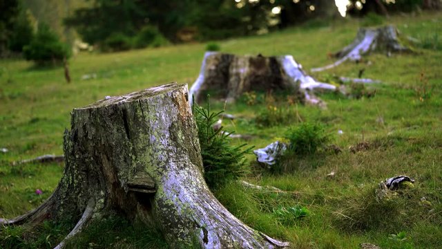 Large area of destroyed forest - (4K)