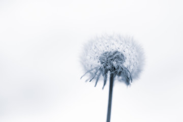 black and white photo of a dandelion in the style of minimalism. soft focus