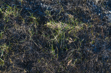 Ashes after burnt grass, background texture.