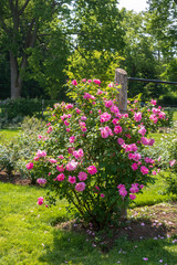 Bright pink rose bush