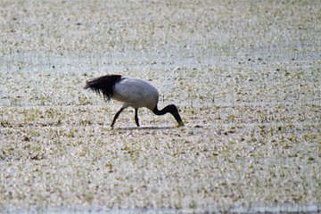 Ibis