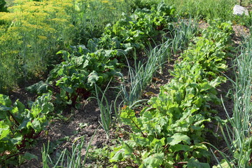 Ogród warzywny latem Organic vegetable garden.