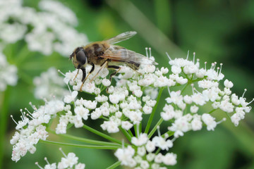 Hoverfly - white blossoms - Stockphoto