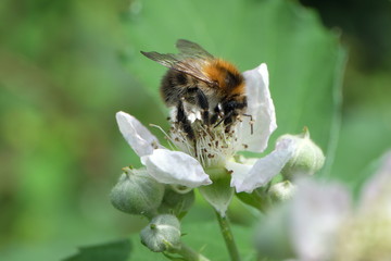 Hummel - weiße Blüte - grüner Hintergrund - Stockfoto