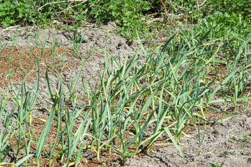 young garlic growing in the garden in the spring at the cottage in the village