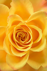 Fresh open rose blossom, close-up