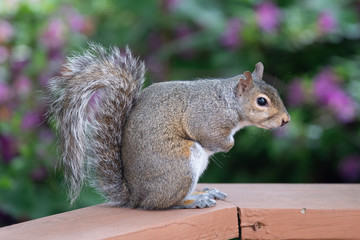 Squirrel