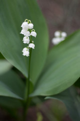 lilies of the valley, spring