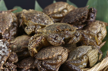 クリガニ　イメージ