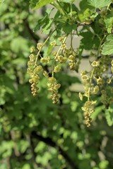 Gardening, cultivation, agriculture and care of vegetables and fruits concept: spring buds of redcurrant flowers.