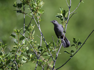 Obraz premium Gray Catbird in Spring