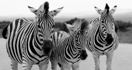 Fototapeta premium Zebras