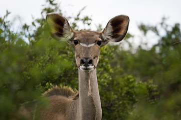 Kudu