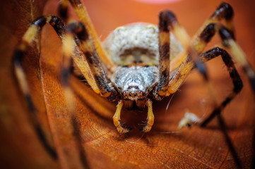 spider 