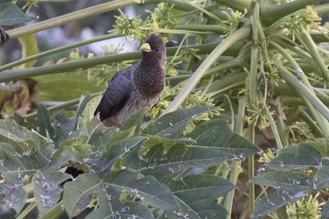 Eastern Grey Plantain-eater that sits among the large leaves on the top of the tree