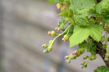 Gardening, cultivation, agriculture and care of vegetables and fruits concept: close-up spring buds of blackcurrant flowers.