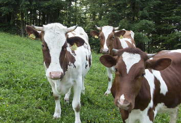Spotted red and white cows in the meadow