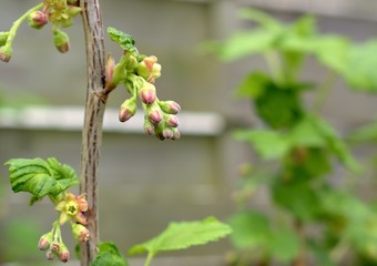 Gardening, cultivation, agriculture and care of vegetables and fruit concept: close-up spring buds of blackcurrant flowers.