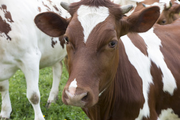 Spotted red and white cows in the meadow