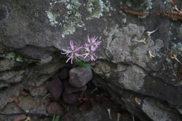 Ragged Robin