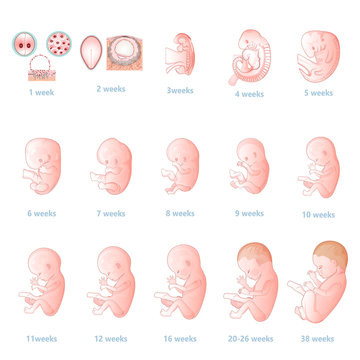 The development of the embryo.Prenatal development of the baby in a week. Pregnancy.