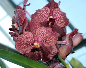 orchid