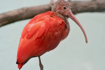 pink bird 