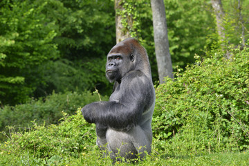 Gorille assis au regard intimidant