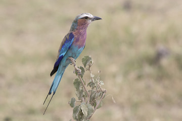 Lilac-breasted Roller that sits on a bush branch in an African shroud is brightly sunny in the afternoon