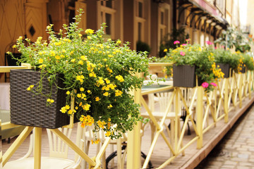 Fototapeta na wymiar Beautiful yellow blooming cafeteria flowers in brown beds
