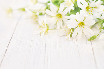 Summer blossoming daisies, chamomiles flowers on white wooden background, shiny floral card, selective focus