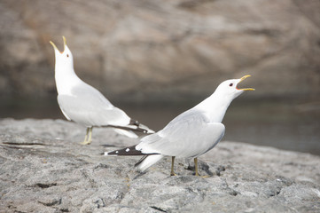 Le cri de la mouette