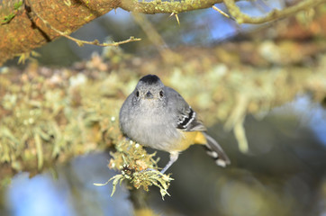 aves