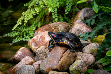 turtle on the rocks near the water