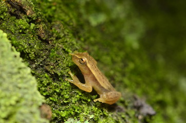 Naklejka premium anfibio