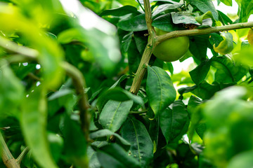 grapefruit growing on a tree