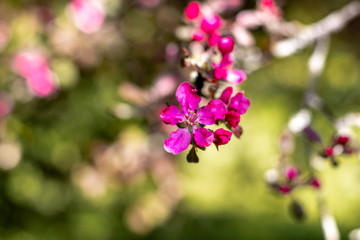 Fototapeta na wymiar decorative apple tree with small pink flowers