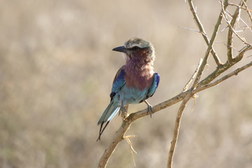 Lilac-breasted Roller that sits on a dry bush branch in the African savannah