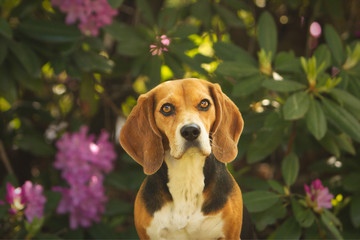 Beagle