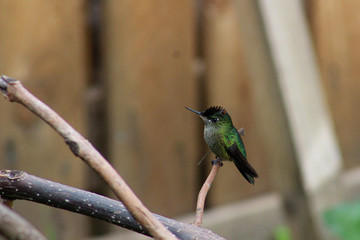 Colibri de Otoño © Francisco