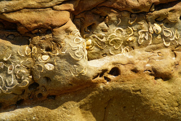 Clam fossils from the miocene era